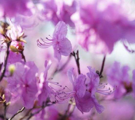 Фотообои сиреневые цветочки на дереве 21376