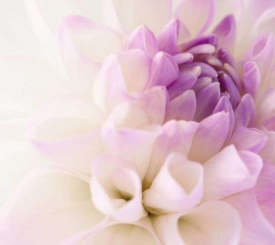 Фотообои бело-сиреневый цветок Фотообои бело-сиреневый цветок 20788