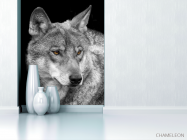 Фотообои белый волк - 1