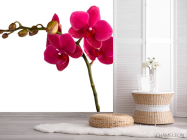 Фотошпалери Гілка бардових орхідей - 2