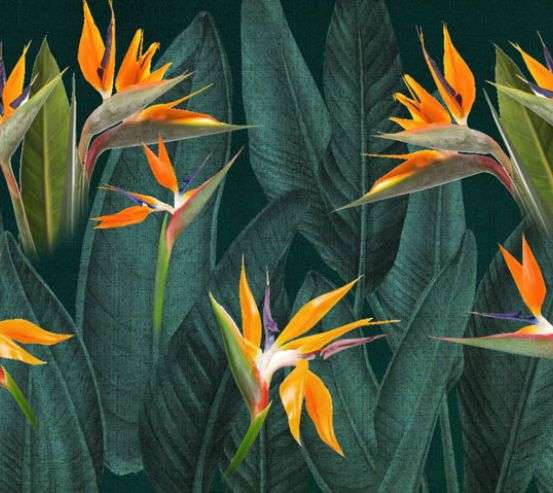 Фотообои Цветы стрелиции Фотообои Цветы стрелиции 33322