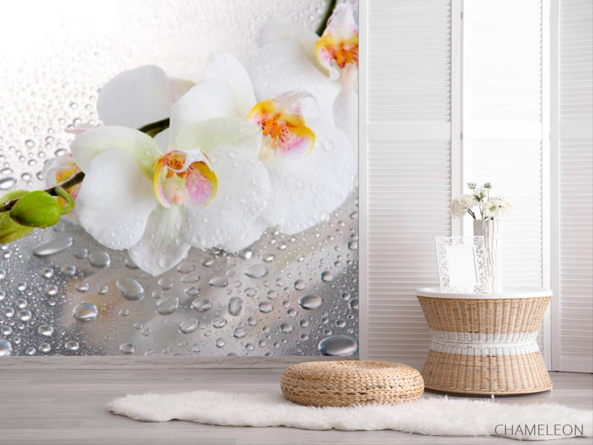Фотошпалери Три білі орхідеї - 2