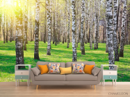 Фотообои Лес, березы, солнце - 1