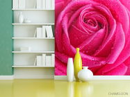 Фотообои Роса на бледной розе - 3
