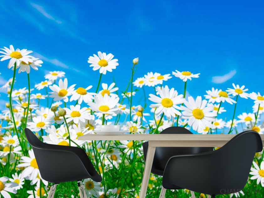 Фотошпалери Ромашки в полі - 1