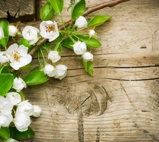 Фотообои Ландыши на лавке Фотообои Ландыши на лавке 10615