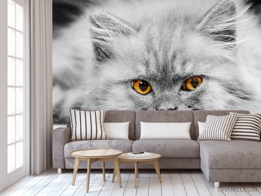 Фотообои Серый котенок - 3