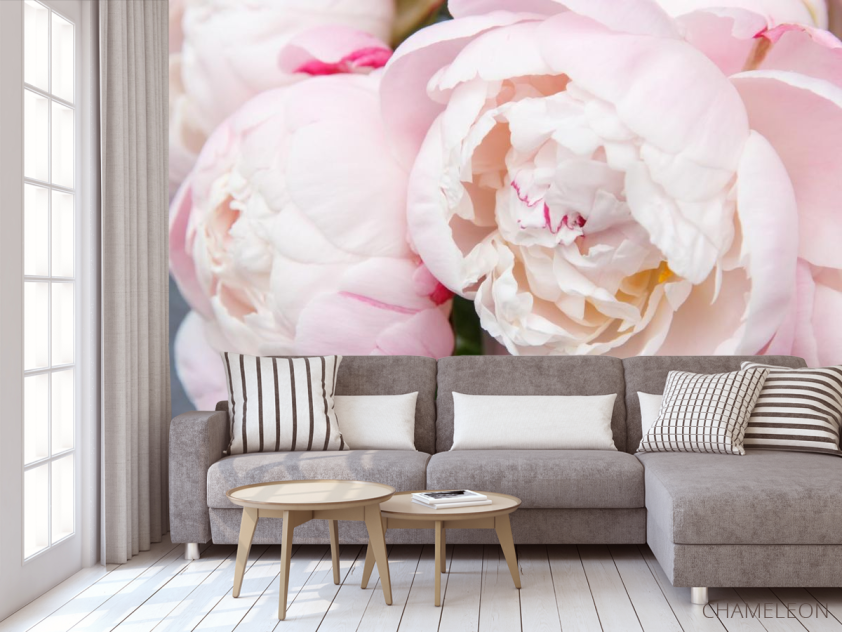 Фотообои нежные бело-розовые пионы - 3