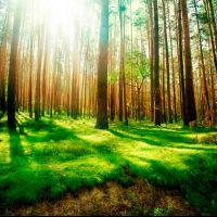 Фотообои лес