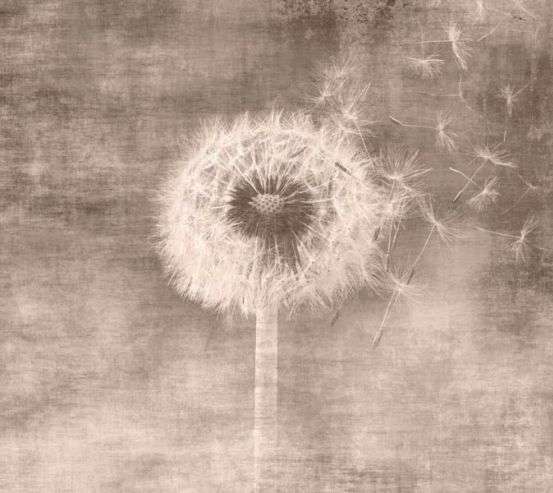 Фотошпалери Кульбаба сепія Фотошпалери Кульбаба сепія 30827