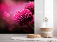 Фотообои Малиновые хризантемы - 2