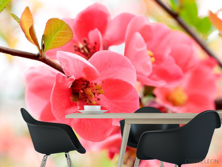 Фотошпалери Квітка яблуні - 1