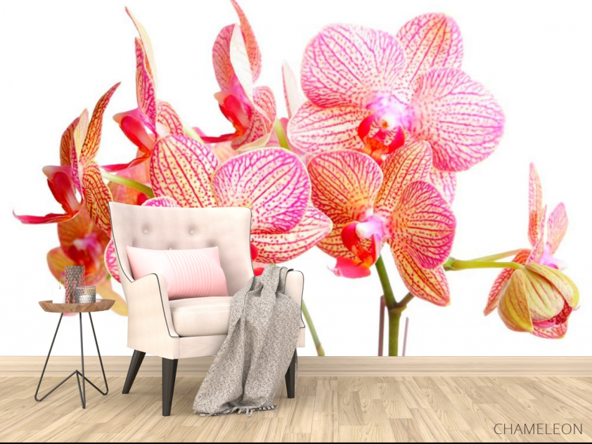 Фотообои Бежево-розовые орхидеи - 4