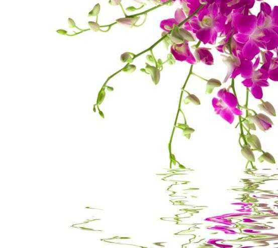 Фотообои Малиновые цветочки Фотообои Малиновые цветочки 6469