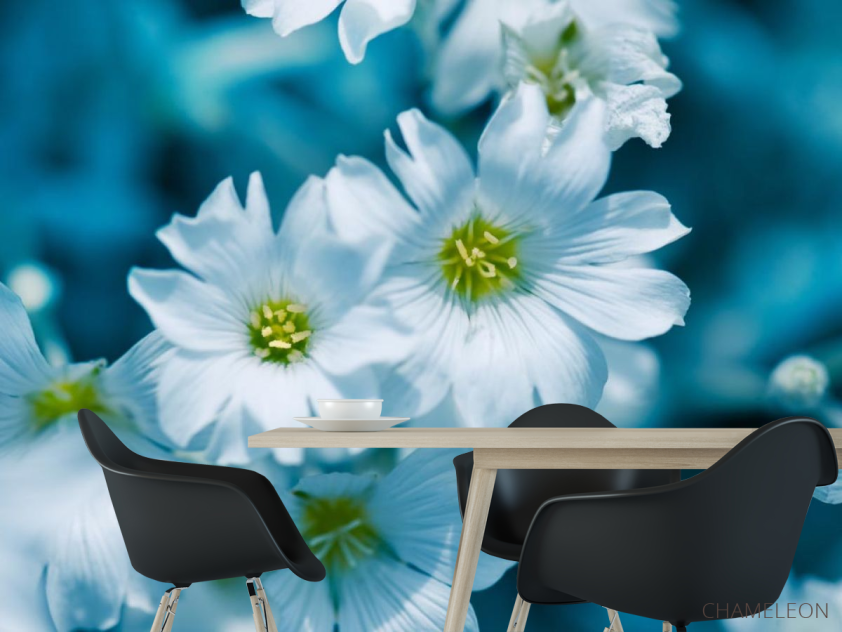 Фотошпалери Зірочник - 1