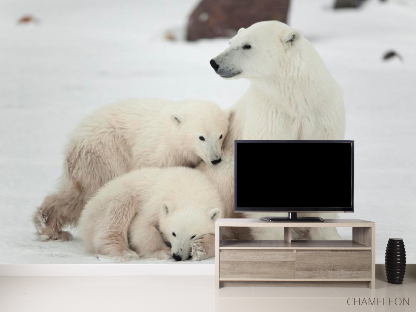 Фотообои Семья белых медведей - 2