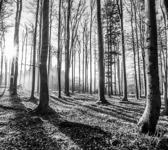 Фотообои серый лес 20830