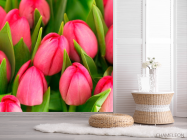 Фотошпалери Рожеві тюльпани - 2