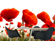 Фотошпалери Маків червоних полі - 1