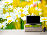 Фотообои Полевые белоснежные ромашки - 2