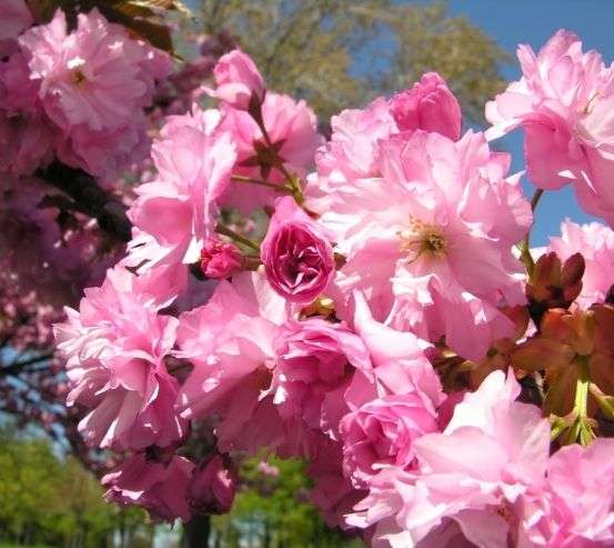 Фотообои розовое цветение Фотообои розовое цветение 20287