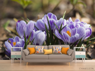 Фотообои Крокусы фиолетовые - 1