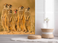 Фотошпалери Сурікати - 2