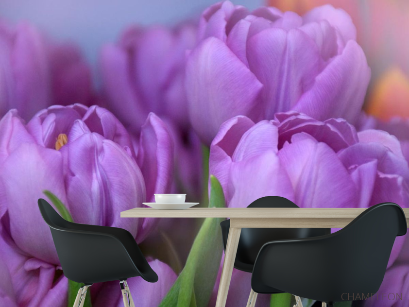 Фотошпалери фіолетовий тюльпан - 1