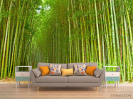 Фотообои Много бамбука - 1