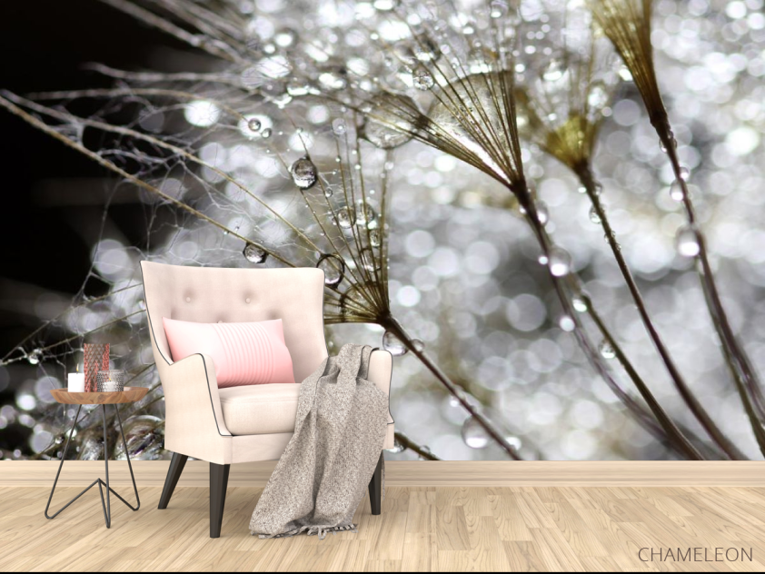 Фотообои белый одуванчик с росой - 4