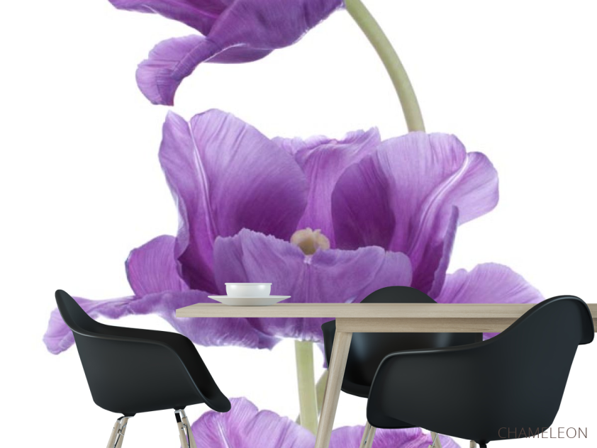 Фотошпалери фіолетові тюльпани - 1