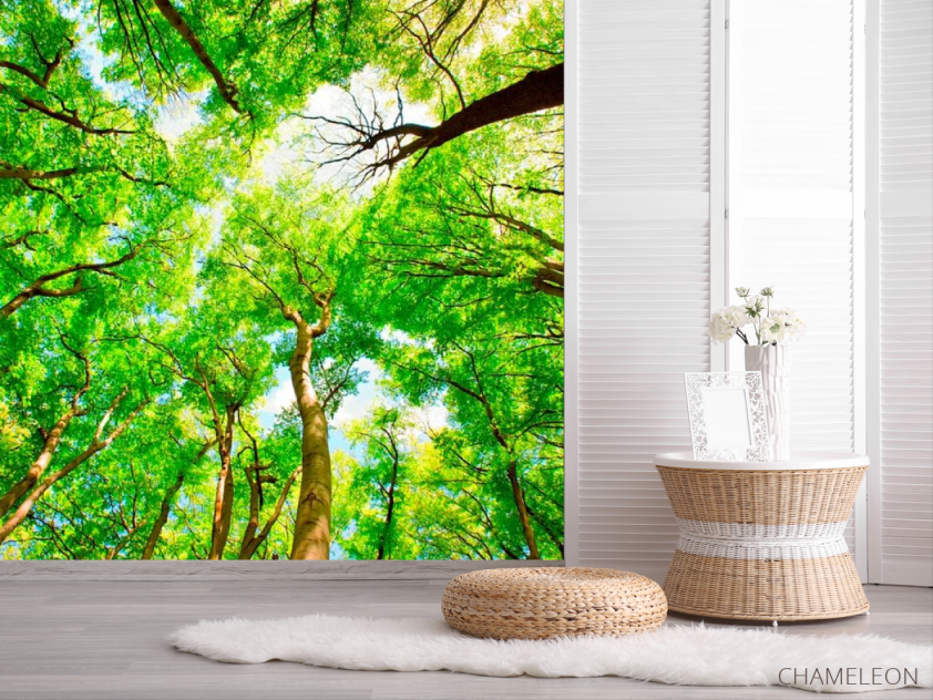 Фотошпалери Тонкі дерева - 2