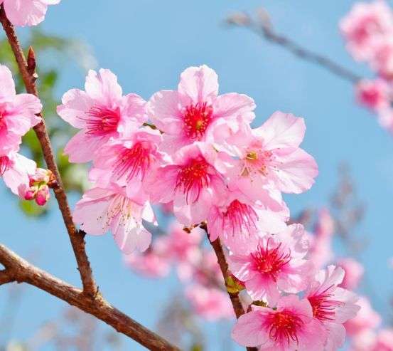 Фотообои яркие розовые цветочки на дереве Фотообои яркие розовые цветочки на дереве 21204