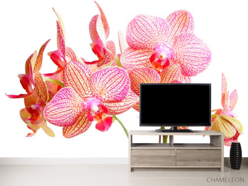 Фотообои Бежево-розовые орхидеи - 2