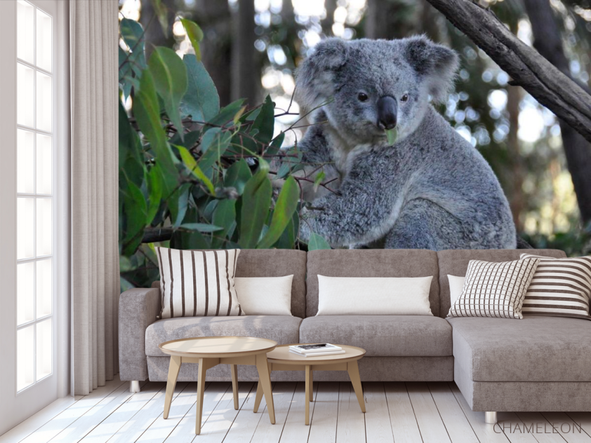 Фотообои Коала - 3