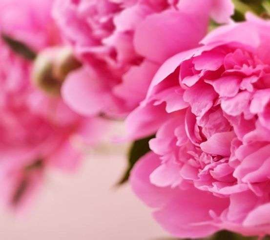 Фотообои розовый пион Фотообои розовый пион 21442