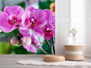Фотошпалери Орхідеї в рожеву цятку - 2