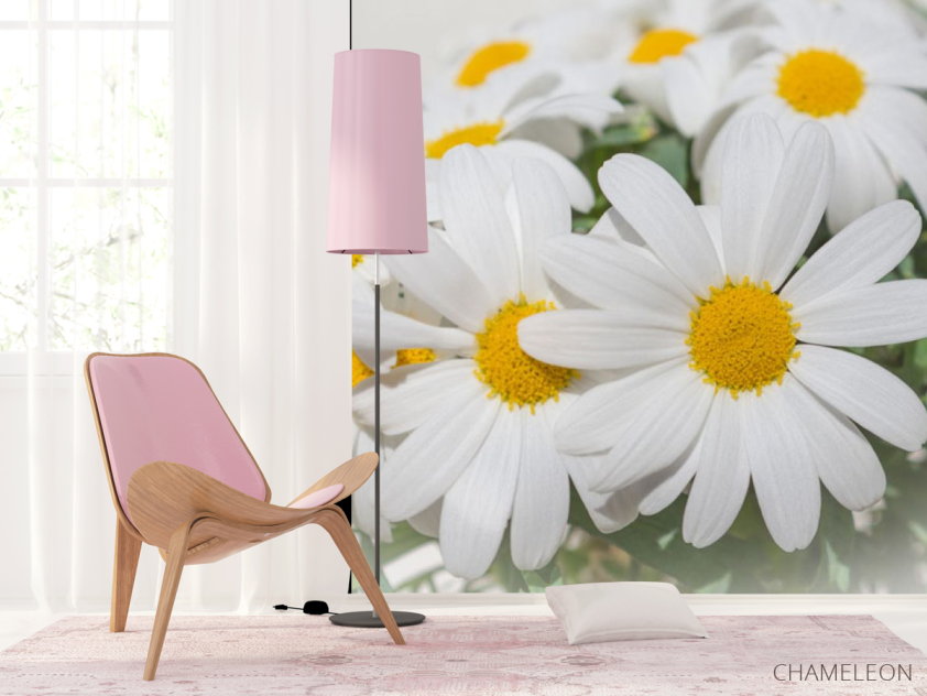 Фотошпалери Білі ромашки - 4