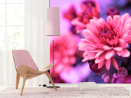 Фотошпалери Айстри рожеві - 4