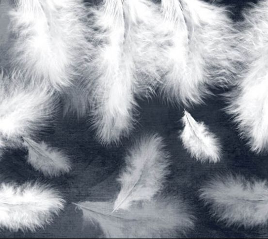Фотообои Белые перья на синем фоне 29653