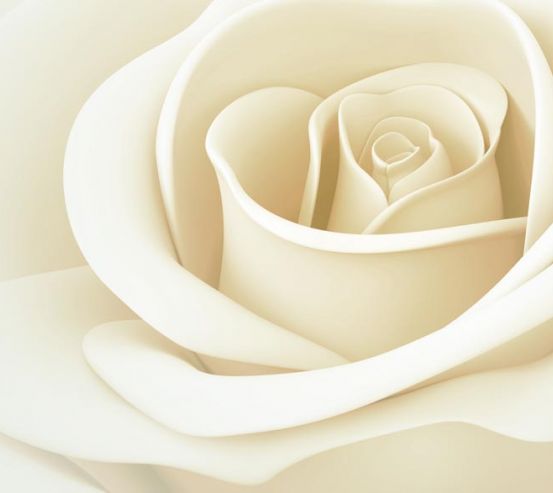 Фотошпалери біла троянда 20461
