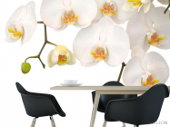 Фотошпалери Білі орхідеї і бутони - 1