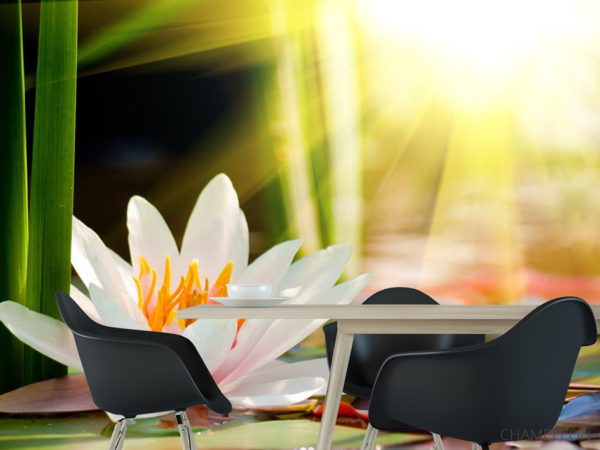 Фотошпалери біла водяна лілія - 1