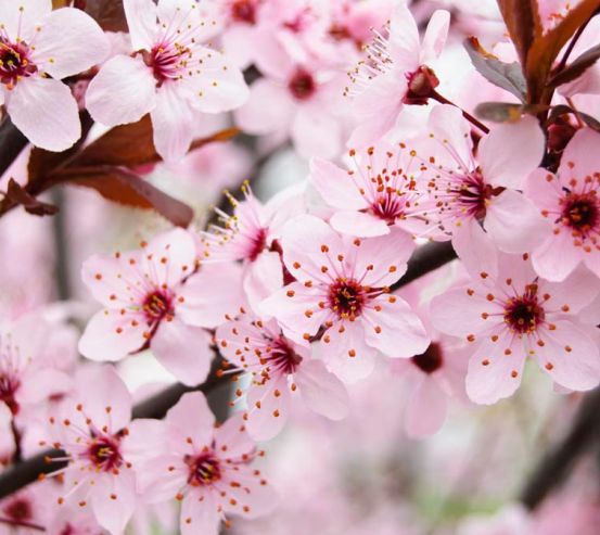 Фотообои Цветущее весной деревце 10775