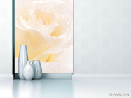 Фотообои Распустившаяся роза белоснежная - 1