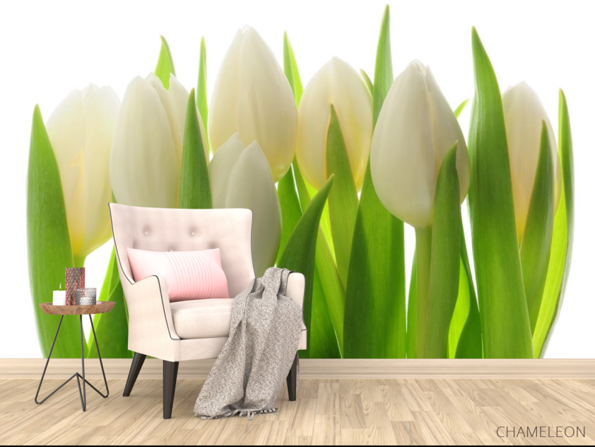 Фотообои белые тюльпаны - 4