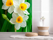Фотошпалери Нарциси обынковенные - 2