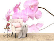 Фотообои Розово-белые орхидеи - 4