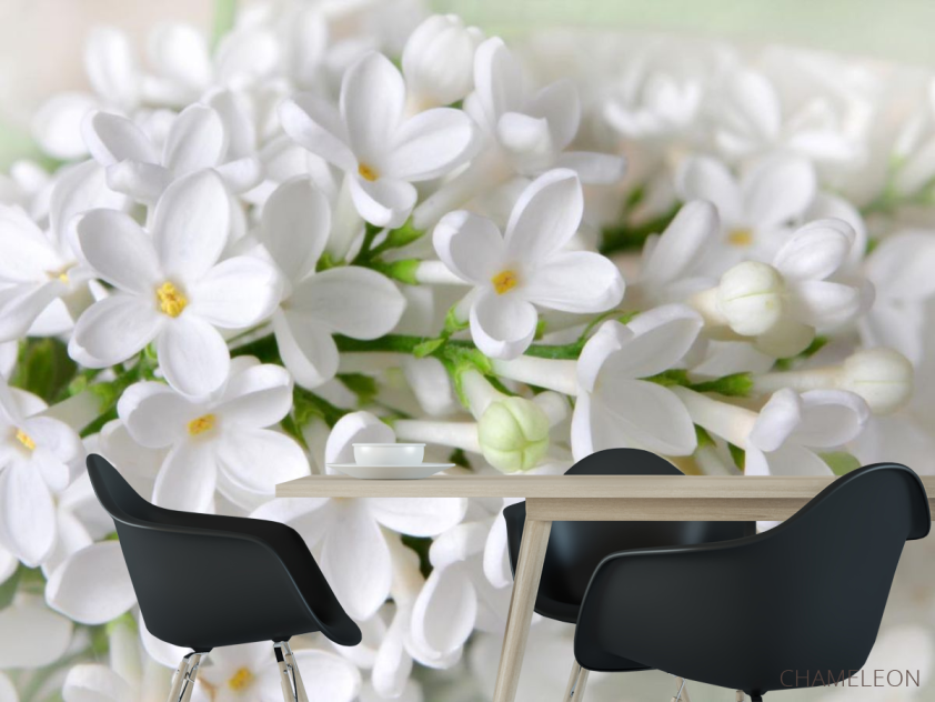 Фотошпалери біла бузок - 1