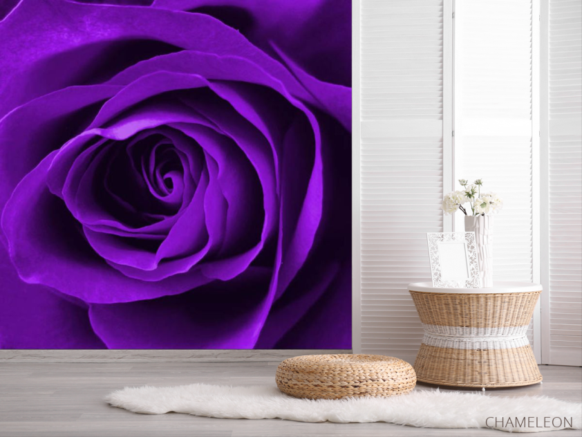 Фотошпалери Фіолетова троянда - 2